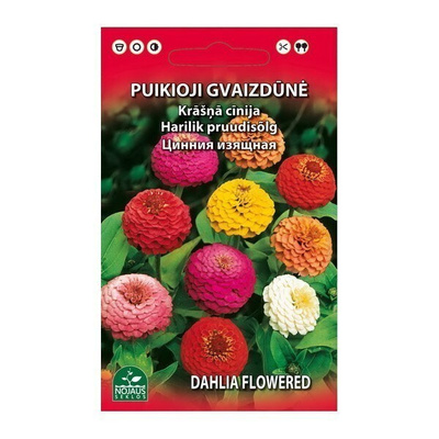 Isotsinnia "Dahlia Flowered" sekoitus - siemenet #
