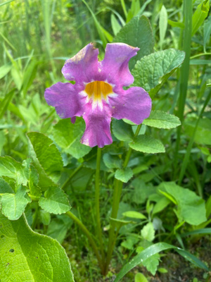 Isoinkarvillea (Incarvillea delavayi), siemeniä 20 kpl