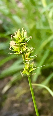 Hakarasara (Carex  spicata), siemeniä 50 kpl