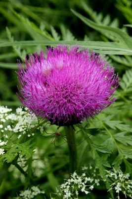 Huopaohdake (Cirsium heterophyllum), siemeniä 40 kpl