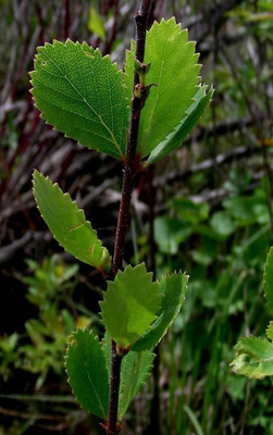 Amerikanpensaskoivu (Betula pumila), siemeniä 50 kpl