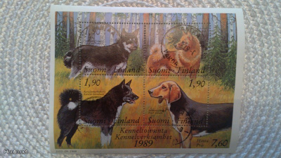 Aihekokoelma Kennel toiminta 17.3.1989