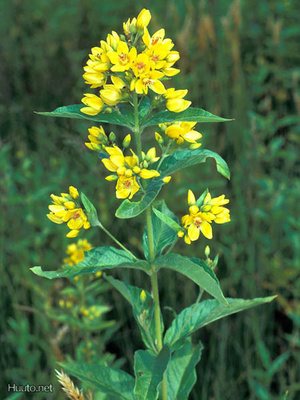 Ranta-alpi (Lysimachia vulgaris), siemeniä 50 kpl