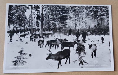 Ruotsin Lappi, ajomiehiä ja poroja, erik.l. p. 1954 Suomeen
