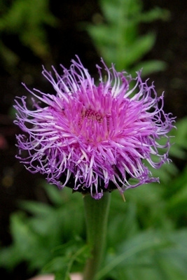 Maralkäpylatva (Rhaponticum carthamoides), siemeniä 30 kpl