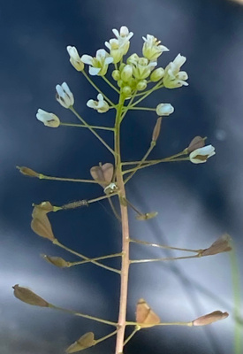 Lutukka (Capsella bursa-pastoris), siemeniä 100 kpl