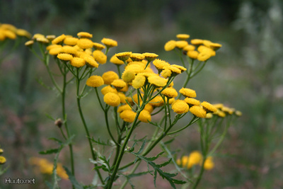 Pietaryrtti (Tanacetum vulgare), siemeniä  50 kpl