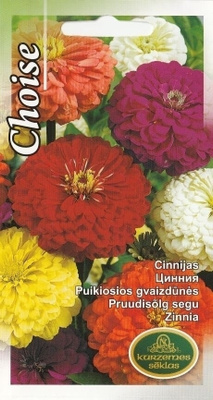Isotsinnia "Choise" - siemenet #