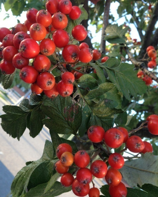 Suomenpihlaja (Sorbus hybrida), siemeniä 30 kpl