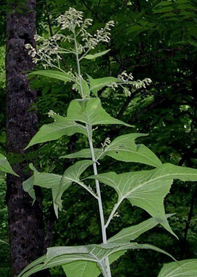 Kakalia (Parasenecio hastatus), siemeniä 50 kpl