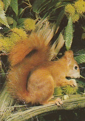 Postikortti, Eläinaihe, eläimet ,orava