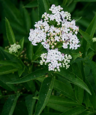 Ruohoselja (Sambucus ebulus), siemeniä 50 kpl