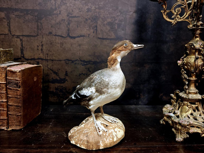 Isokoskelo (Mergus merganser), v. 1960–1970