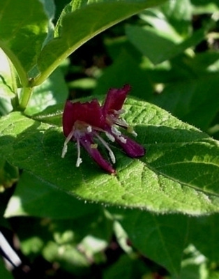 Alppikuusama (Lonicera alpigena), siemeniä 30 kpl