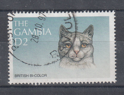 KISSA aihetta GAMBIA