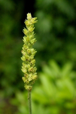 Tähkäkeijunkukka (Heuchera cylindrica), siemeniä 100 kpl
