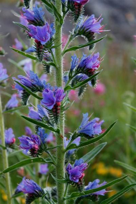 Kyläneidonkieli (Echium vulgare), siemeniä 50 kpl