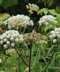 Karhunputki (Angelica sylvestris), siemeniä 50 kpl