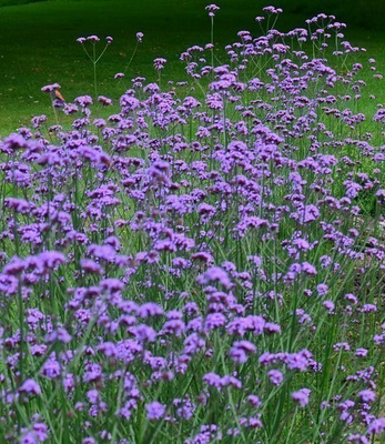 Jättiverbena (Verbena bonariensis), siemeniä 50 kpl
