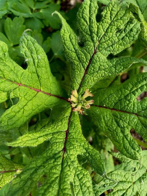 Liuskakuumejuuri (Triosteum pinnatifidum), siemeniä 10 kpl