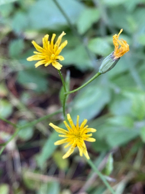 Linnunkaali (Lapsana communis), siemeniä 50 kpl