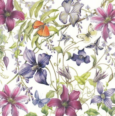 Jannike Brinkman-Salentijn: Kärhö ja wisteria (taittokortti)