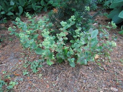 Isomaksaruoho