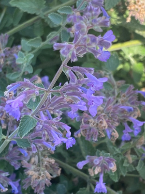 Mirrinminttu (Nepeta x faassenii), siemeniä 50 kpl