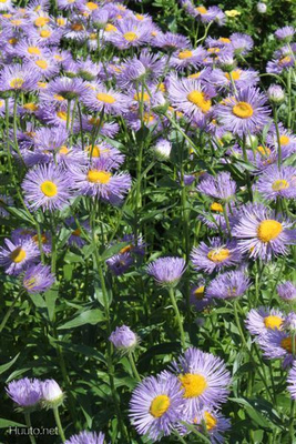 Jalokallioinen (Erigeron speciosus), siemeniä 50 kpl