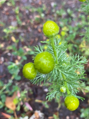 Pihasaunio (Matricaria discoidea), siemeniä 100 kpl