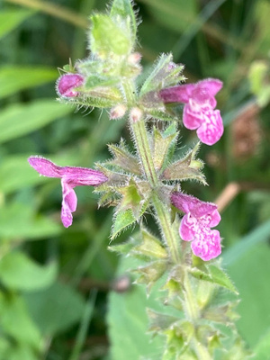 Lehtopähkämö (Stachys sylvatica), siemeniä 50 kpl