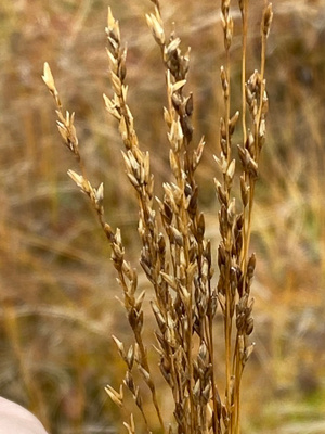 Siniheinä (Molinia caerulea ), siemeniä 50 kpl