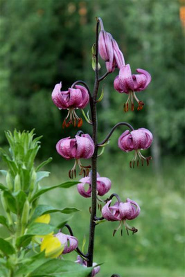 Varjolilja (Lilium martagon), siemeniä 100 kpl