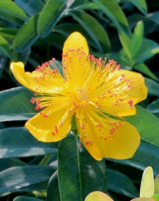 Turkinpensaskuisma (Hypericum calycinum), siemeniä 100 kpl
