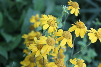 Villamo (Eriophyllum lanatum), siemeniä 50 kpl