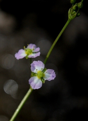 Ratamosarpio (Alisma plantao-aquatica), siemeniä 100 kpl
