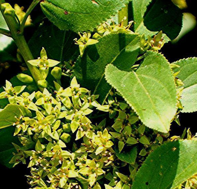 Mantsurianpaatsama (Rhamnus davurica), siemeniä 40 kpl