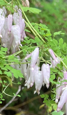 Adlumia (Adlumia fungosa), siemeniä 50 kpl