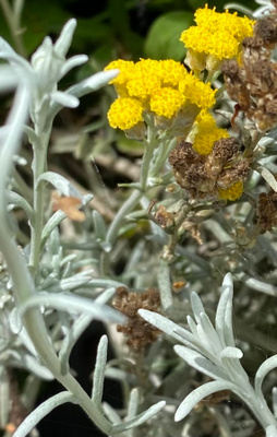 Italianolkikukka (Helichrysum italicum), siemeniä 100 kpl