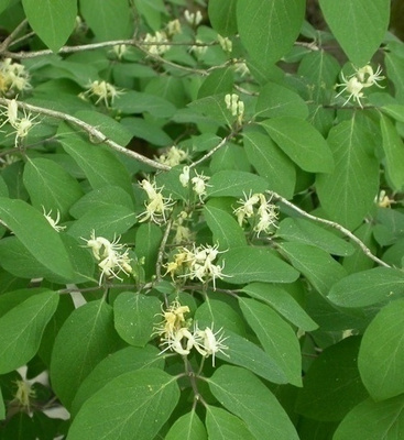 Lehtokuusama (Lonicera xylosteum), siemeniä 30 kpl