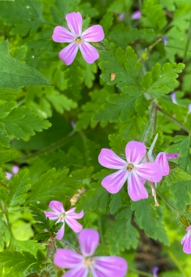 Haisukurjenpolvi (Geranium robertianum), siemeniä 30 kpl