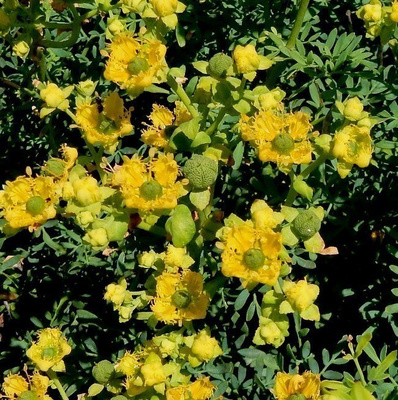 Välimerenruuta (Ruta chalepensis), siemeniä 30 kpl