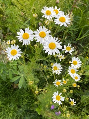 Peltosaunio (Tripleurospermum inodorum), siemeniä 100 kpl