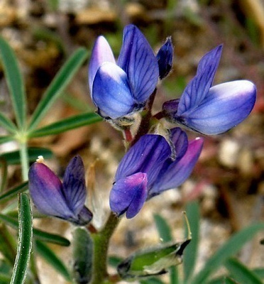 Sinilupiini (Lupinus angustifolius), siemeniä 30 kpl