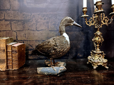 Sinisorsanaaras (Anas platyrhynchos), v. 1960–1970