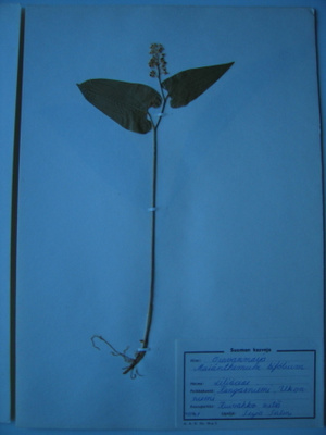 Oravanmarja Maianthemum bifolium kuivattu