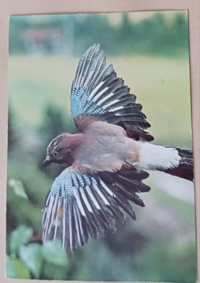 Närhi - Gallurus glandarius, väripk, p. 1971