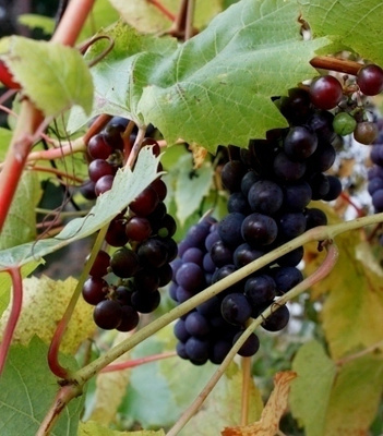 Viiniköynnös 'Beta' (Vitis x labruscana 'Beta'), siemeniä 30