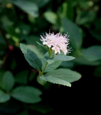 Isoruusuangervo (Spiraea fritschiana), siemeniä 100 kpl