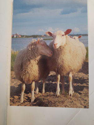 Lampaat